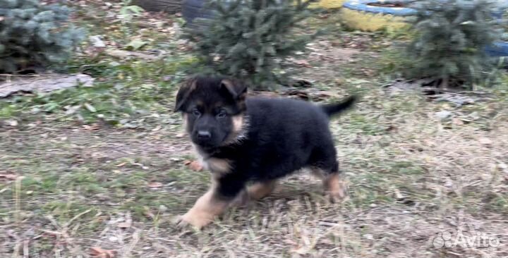 Щенки немецкой овчарки. С родословной РКФ