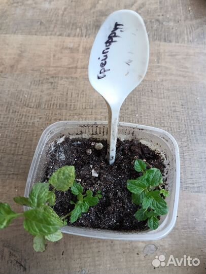 Мята апельсиновая, шоколадная, грейпфрут и др