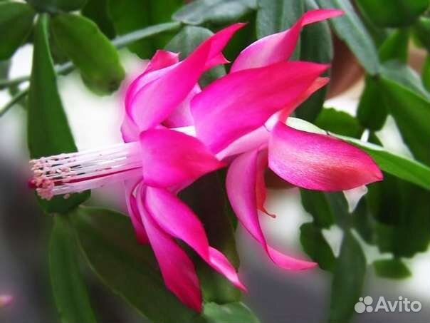 Цветок декабрист