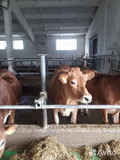 Нетели Джерси