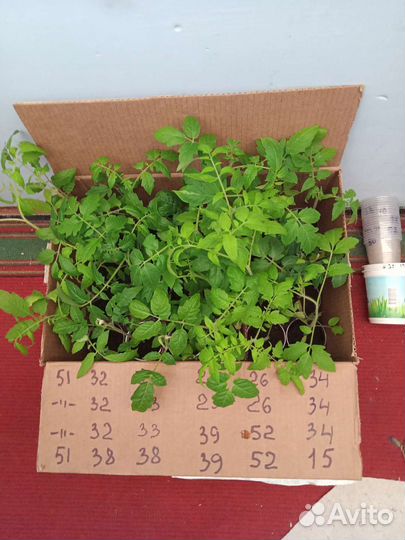 Рассада помидоров готовая