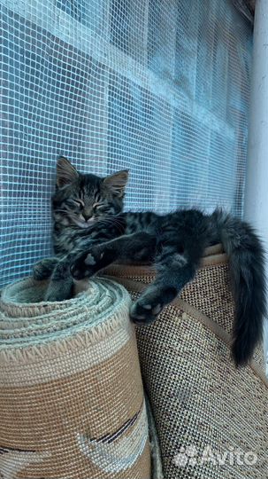 Котенок, девочка, 3 месяца