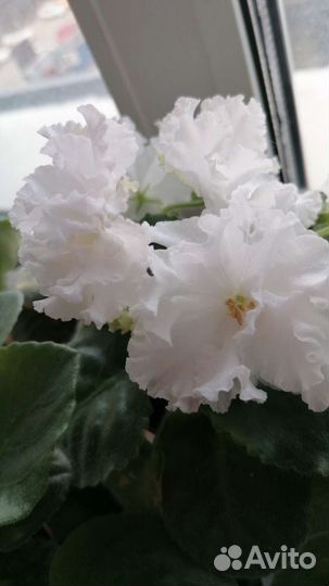 Сортовые фиалки, детки, стартер, с бутонами