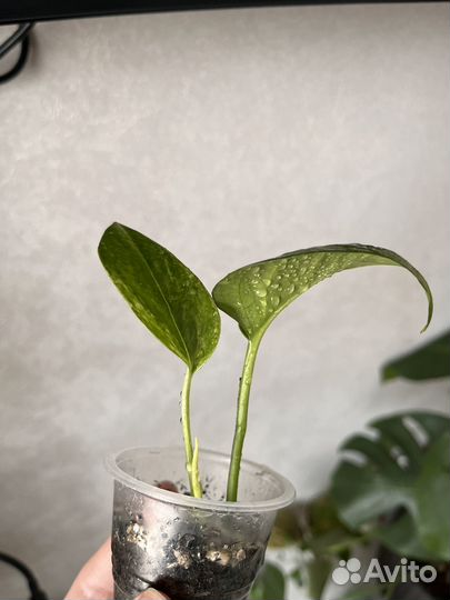 Сциндапсус, филодендрон