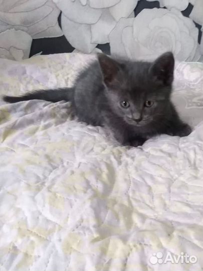 Котенок в добрые ручки