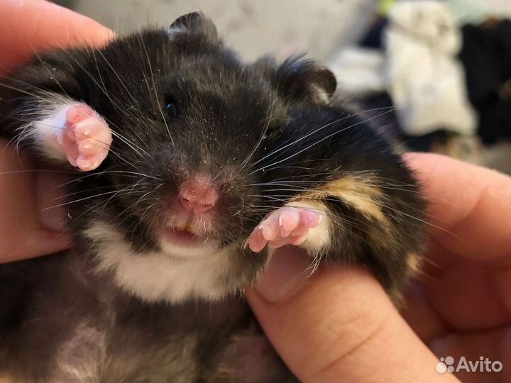 Элитный хомяк сирийский