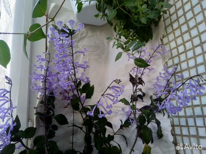 Плектрантус Mona Lavender (комнатная сирень)