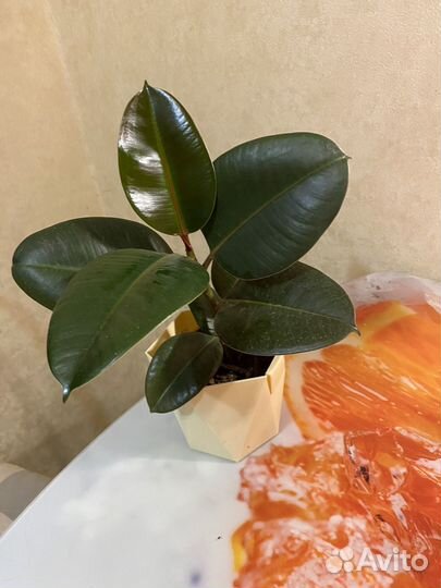 Кротон, Фикус, Педилантус