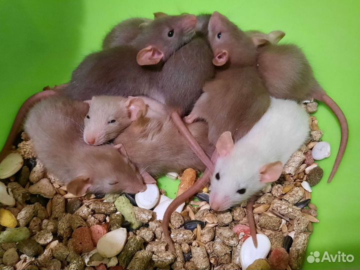 Крысы. Крысята. Питомник Дамбо
