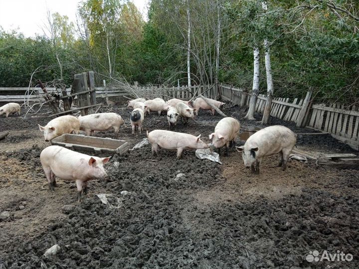 Свиньи на мясо