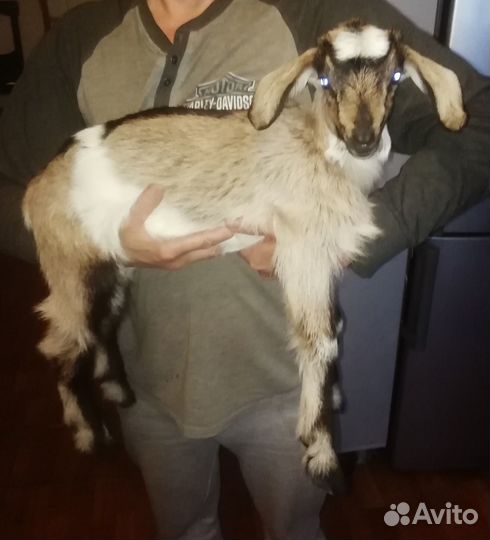 Козочка камори, козёл нубийский, козлики