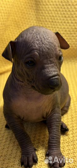 Щенки ксолоитцкуинтли