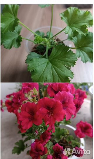 Королевская пеларгония