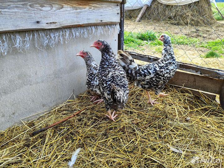 Маран, пушкинская, легбар, лакеданзи, индоутка