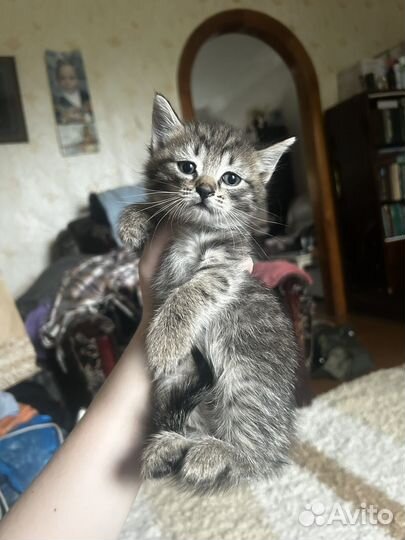 Отдам котенка