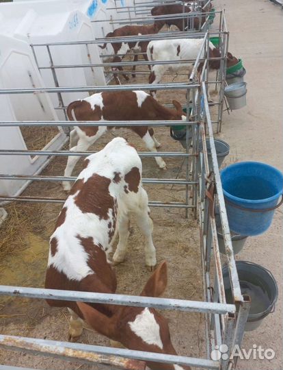 Бычки на откорм