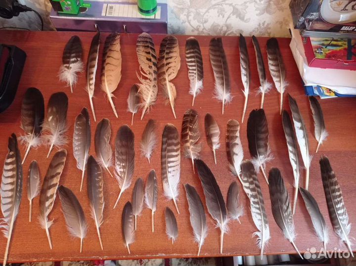 Перья хищных птиц. Лот