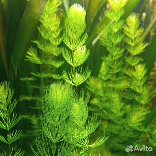 Роголистник, водоросли для аквариума