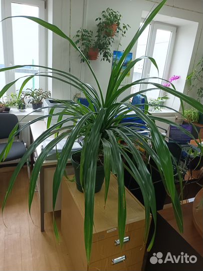 Пальма панданус