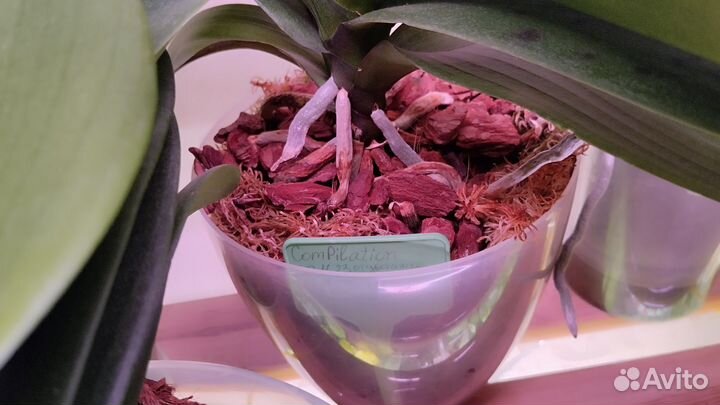 Орхидея фаленопсис. Сорт Компилейшен