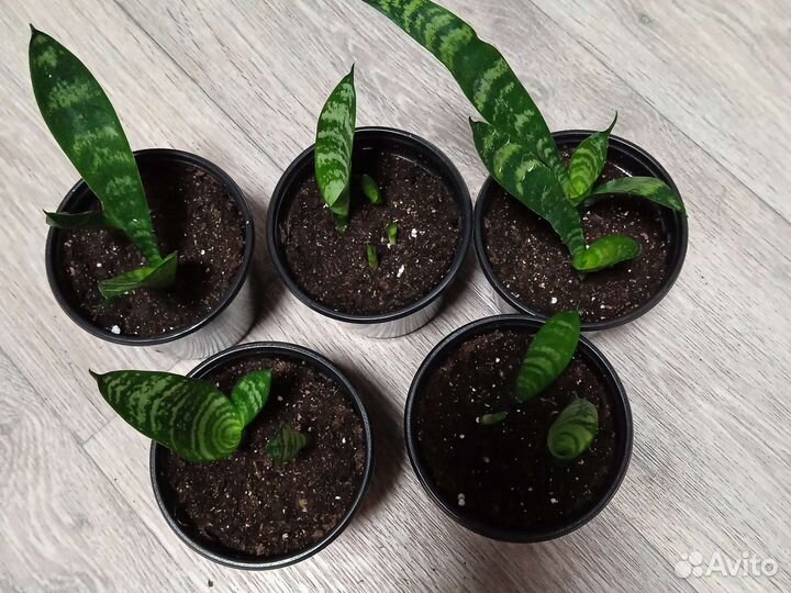 Сансевиерия