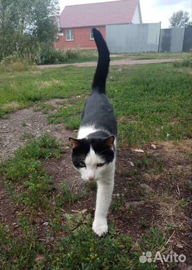 Отдам кота в добрые руки