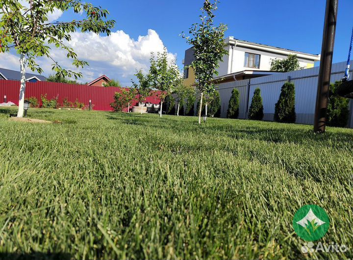 Рулонный газон, Сезонное обслуживание газона