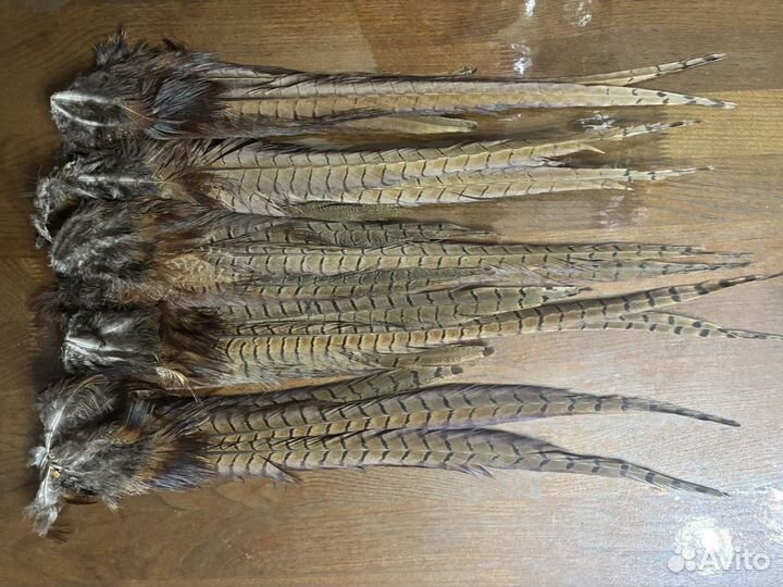 Перья фазана