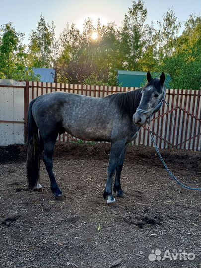 Мерин обмен