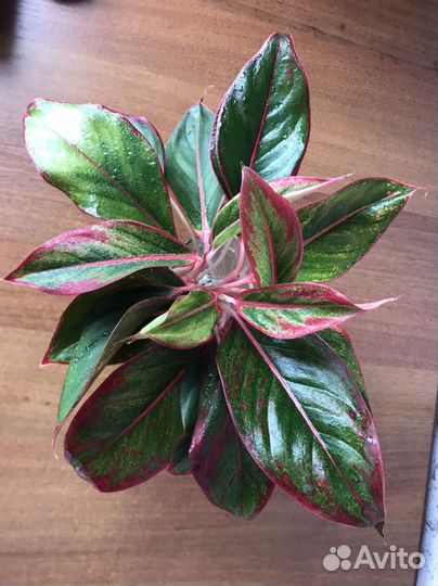 Аглаонема крит