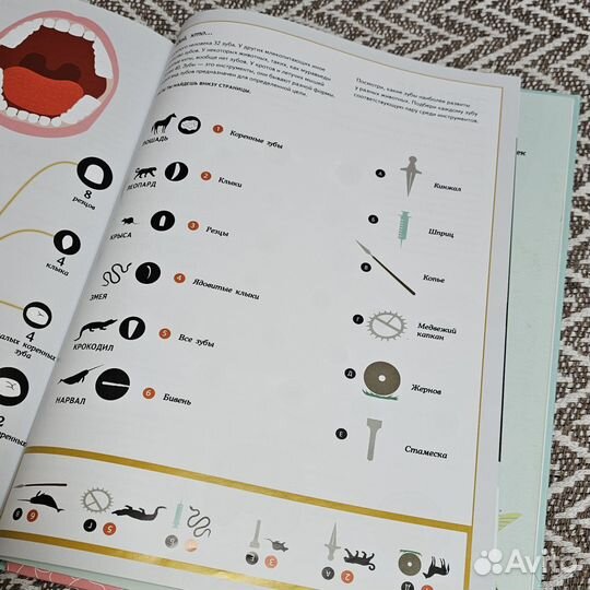 Тело человека. визуальный гид. Кристина Перабони