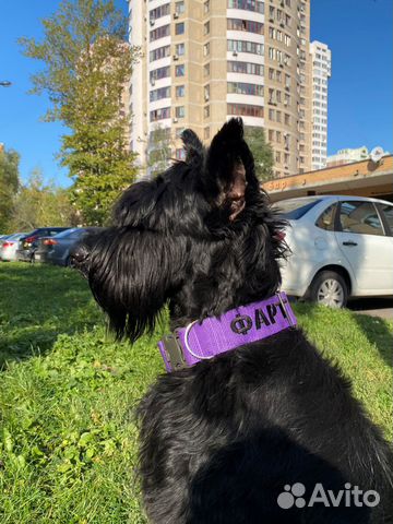 Ошейник для собаки с адресником