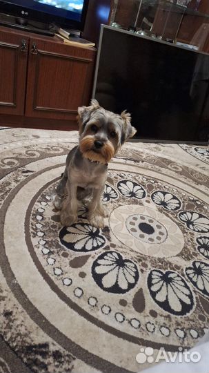 Йоркширский терьер