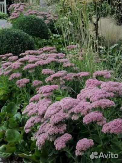 Растения садовые