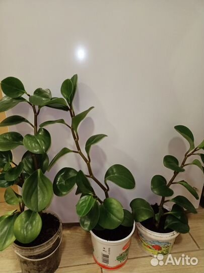 Пеперомия туполистная