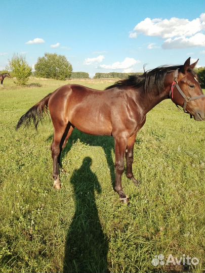 Продам жеребенка