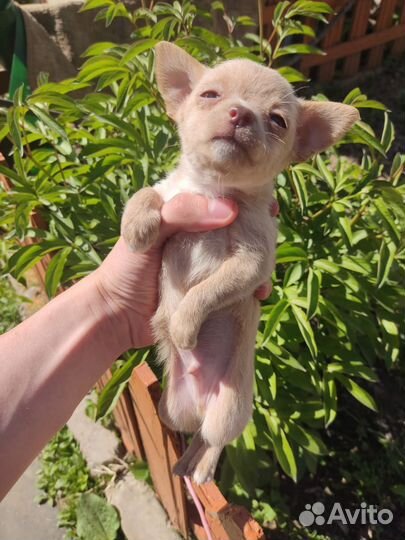 Мини той-терьер щенки