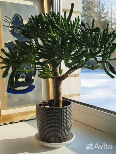 Крассула хоббит