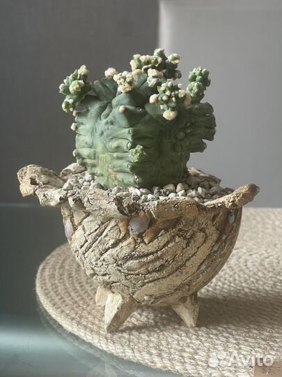 Gumnocalycium monstrose