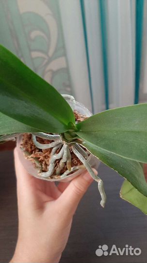 Орхидея Liu's Beauty Taiwan