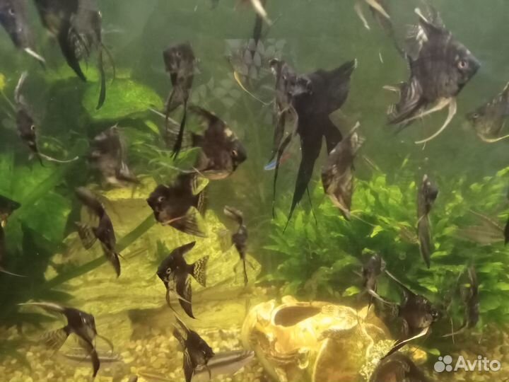 Аквариумные рыбки