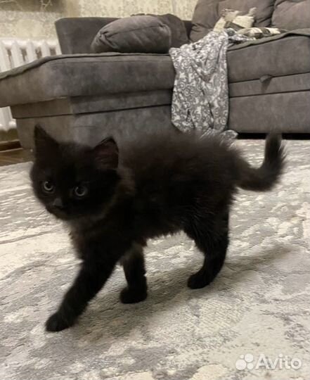 Котик в добрые руки