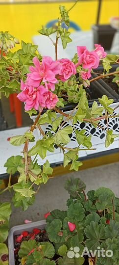 Комнатные цветы