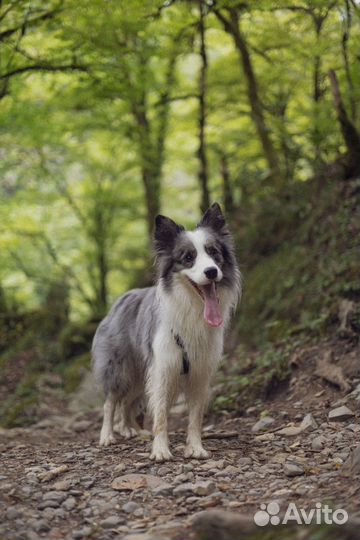 Фотограф животных, зоофотограф