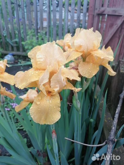 Многолетние цветы