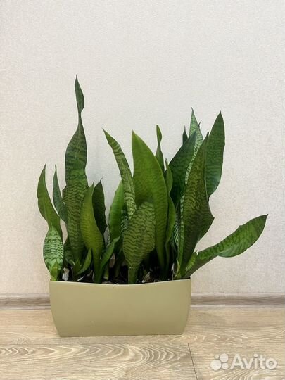 Сансевиерия в «умном горше» в бежевом