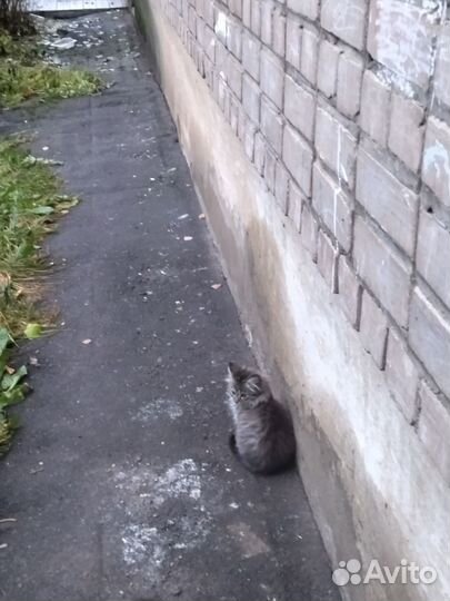 Очаровательные самые лучшие котята