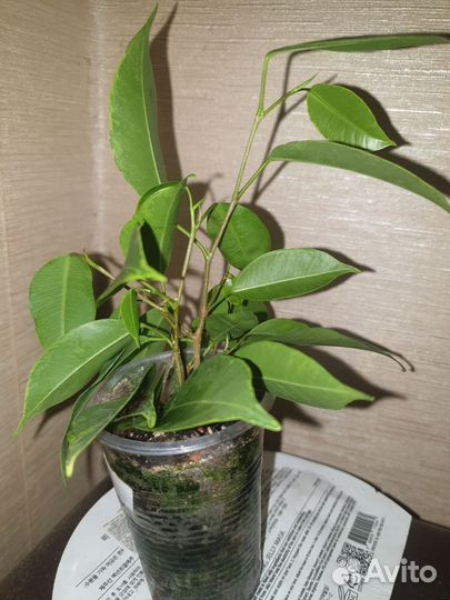 Фикус бенджамина