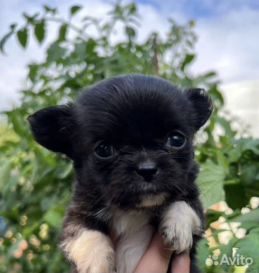 Мальчики - длинники