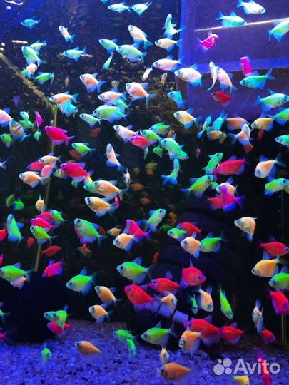 Тернеции, скалярии, улитки